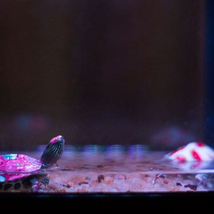 DIY Betta Fish Tank Aquarium Lego Design Block, Add-on USB LED Light & Bottom Stones